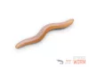 Gumihal Delphin B! StinxWORM Shrimp / 50db 4cm / SKINY
