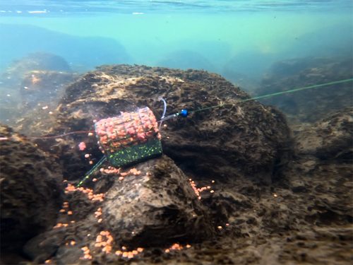 Delphin RiverSTIX ólomsúlyos feeder kosár 120g