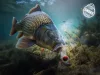 D SNAX SHELL csali / Rum – kóla 8mm/wafters/oldódó/30g