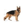 ROYAL CANIN SHN MAXI 26-45 kg ADULT 4kg