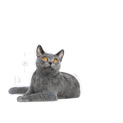 ROYAL CANIN FCN LIGHT WEIGHT CARE 1,5kg