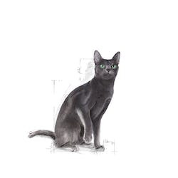 ROYAL CANIN FHN STERILISED 37 2kg