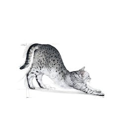 ROYAL CANIN FHN INDOOR 27 400g