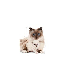 ROYAL CANIN FHN MOTHER & BABYCAT 400g