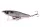 Berkley Pulse Racer 7cm 10g Fegis