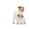 ROYAL CANIN SHN MINI STARTER MOTHER & BABYDOG 1kg