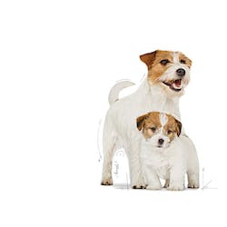 ROYAL CANIN SHN MINI STARTER MOTHER & BABYDOG 1kg