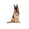 ROYAL CANIN SHN MAXI 26-45 kg ADULT 5+ 4kg
