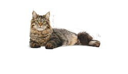 ROYAL CANIN FCN URINARY CARE 400g