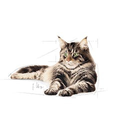 ROYAL CANIN FBN MAINE COON ADULT 85g