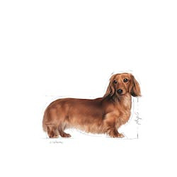 ROYAL CANIN BHN DACHSHUND ADULT 85g