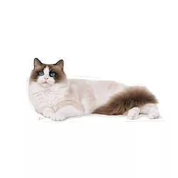 ROYAL CANIN FBN RAGDOLL ADULT 400G