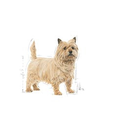 ROYAL CANIN CCN MINI LIGHT WEIGHT CARE 1kg