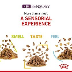 ROYAL CANIN FHN WET SENSORY SMELL JELLY 85G