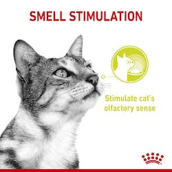 ROYAL CANIN FHN WET SENSORY SMELL JELLY 85G