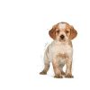 ROYAL CANIN SHN MEDIUM 11-25 kg PUPPY 4kg