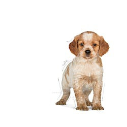 ROYAL CANIN SHN MEDIUM 11-25 kg PUPPY 4kg