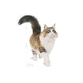 ROYAL CANIN FHN INSTINCTIVE GRAVY 85g