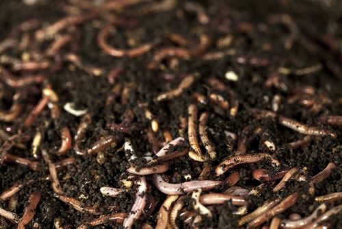 GILISZTA VASTAG 10DB