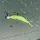 REIVA Tiny Worm 6cm 6db/cs (Orange Disco)