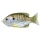 LIVETARGET SUNFISH WALKING BAIT NATURAL/OLIVE BLUEGILL 75 MM 12 G