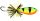 RAPALA BX SKITTER FROG BXSF05 FSN