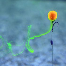 Stég Product Soluble Pop Up Smoke Ball 8-10mm Pineapple 20g