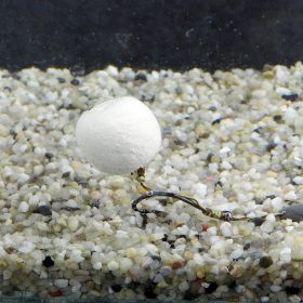 Stég Wafters Smoke Ball 14mm 40g N-Butryc Acid